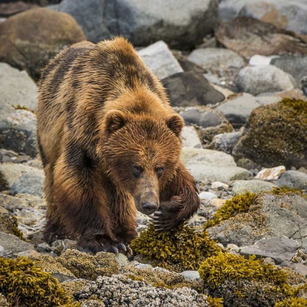 USA, Alaska, Glacier Bay NP Brown bear on beach